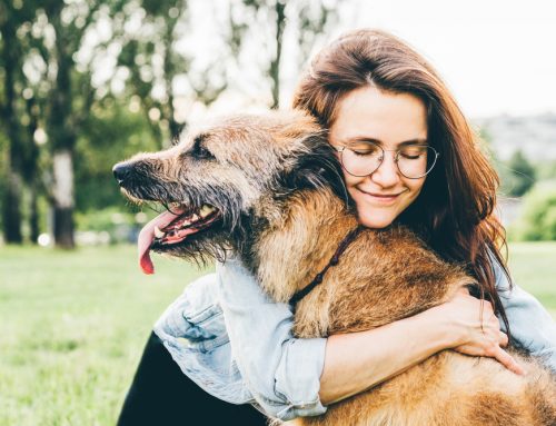 Veterinary Hospice: Is End-of-Life Care Right for Your Pet?