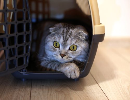 5 Easy Ways to Ease Your Pet’s Veterinary Visit Stress